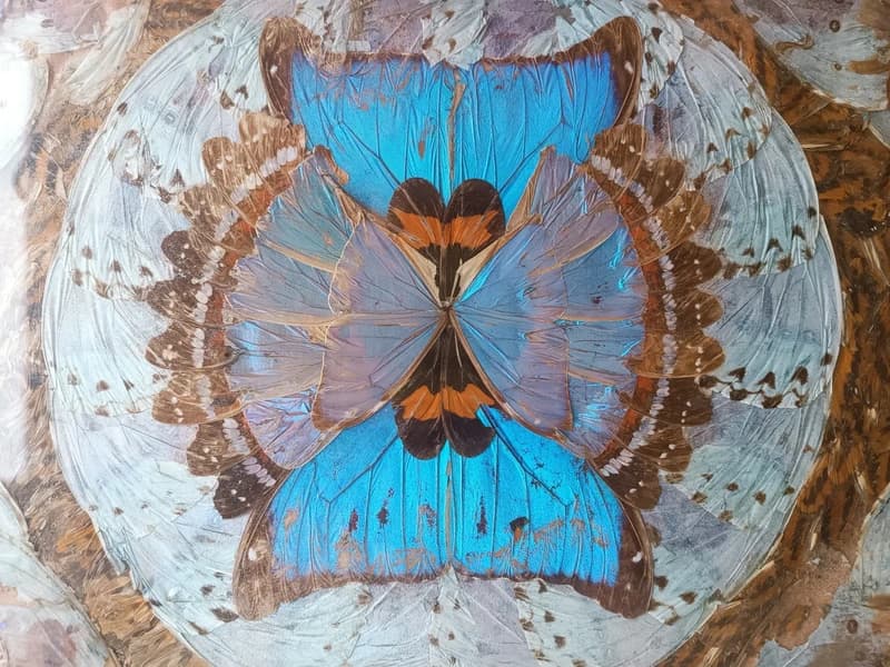 Plateau en bois et ailes de papillons Morpho sous verre, 23 x 42 cm