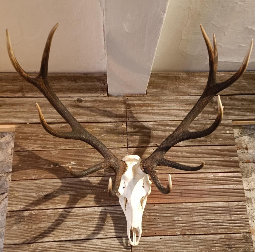 Grande tête de cerf, crâne et ramure complète